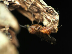 Sylvicola alternatus