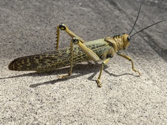 Tropidacris cristata