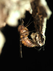 Sylvicola alternatus