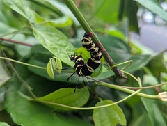 Tinolius eburneigutta