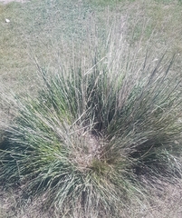 Stipa splendens