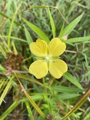 Ludwigia octovalvis