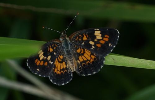 Phaon Crescent photo 3