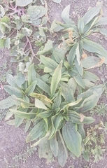 Plantago depressa