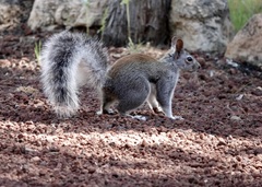 Sciurus aberti
