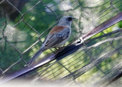 Junco hyemalis dorsalis
