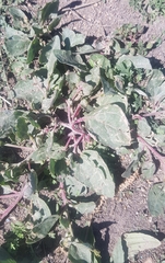 Polygonum arenastrum