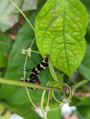 Tinolius eburneigutta