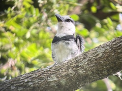 Notharchus hyperrhynchus