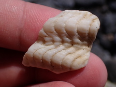 Tridacna maxima