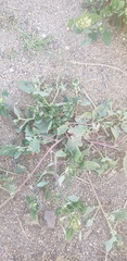 Atriplex sibirica