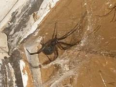 Latrodectus