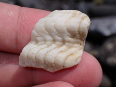 Tridacna maxima