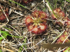 Drosera capillaris