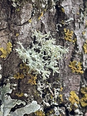 Evernia mesomorpha