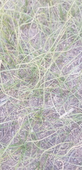 Carex duriuscula