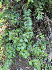 Vaccinium ovatum