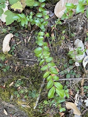 Vaccinium ovatum
