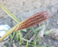 Chloris virgata