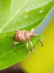 Curculio
