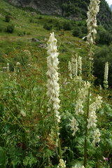 Aconitum orientale