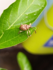 Curculio