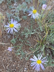 Aster hispidus