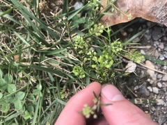 Lepidium virginicum