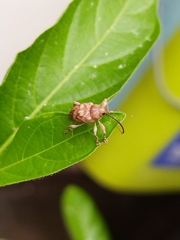 Curculio