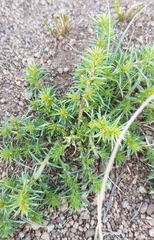 Salsola collina