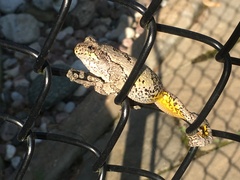 Hyla versicolor