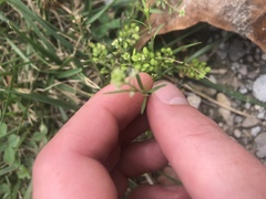 Lepidium virginicum