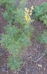 Artemisia adamsii