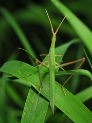 Acrida cinerea