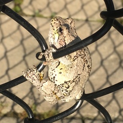 Hyla versicolor