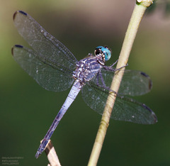 Cannaphila insularis