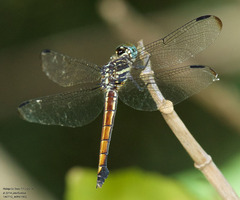 Cannaphila insularis