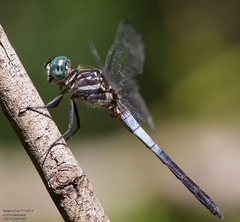 Cannaphila insularis