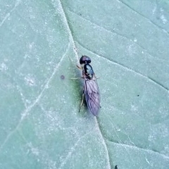 Sarginae