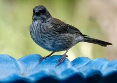 Junco hyemalis dorsalis