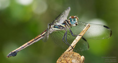 Cannaphila insularis