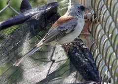 Junco hyemalis dorsalis
