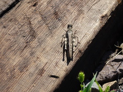 Oedaleus infernalis
