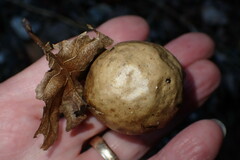 Amphibolips