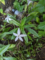 Hippobroma longiflora
