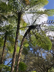 Cyathea
