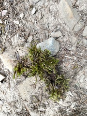 Hedwigia ciliata