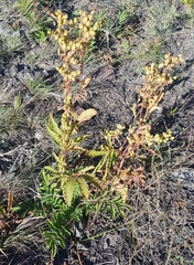 Potentilla longifolia