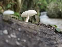 Oudemansiella australis
