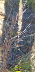 Stipa krylovii